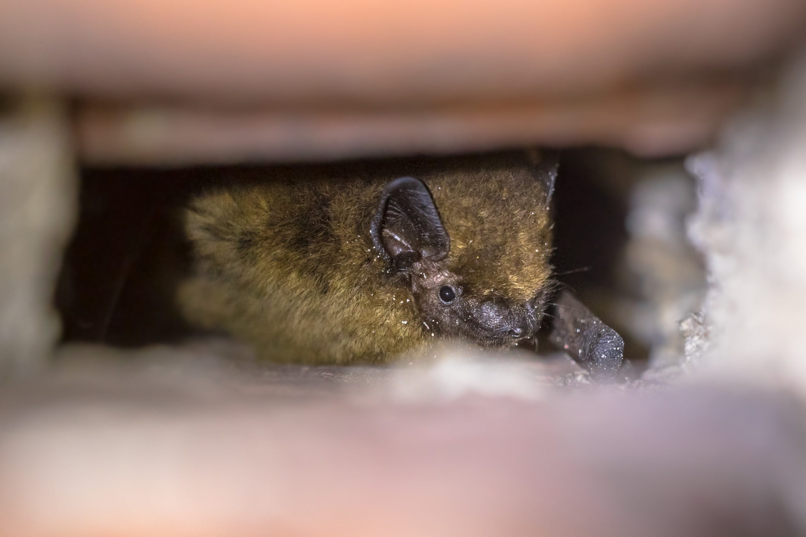 hibernating-pipistrelle-bat-in-wall-2025-03-23-23-28-59-utc